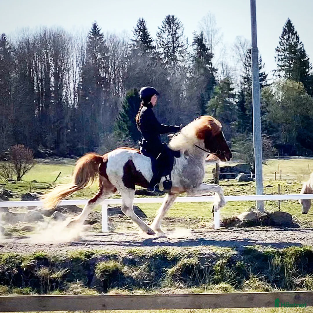Island hästar till salu: Flott femgångssto dräktig m Havadi frá Haukholtum i Östhammar - Annons 9