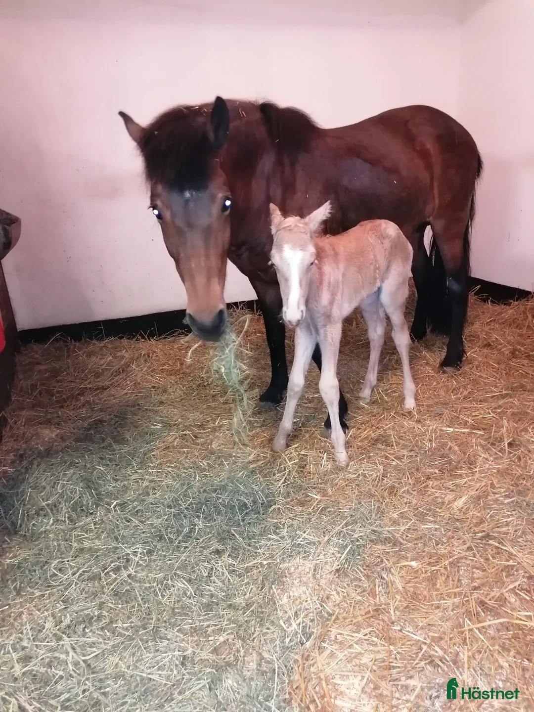 Island hästar till salu: Avelssto i Älvkarleby - Annons 1