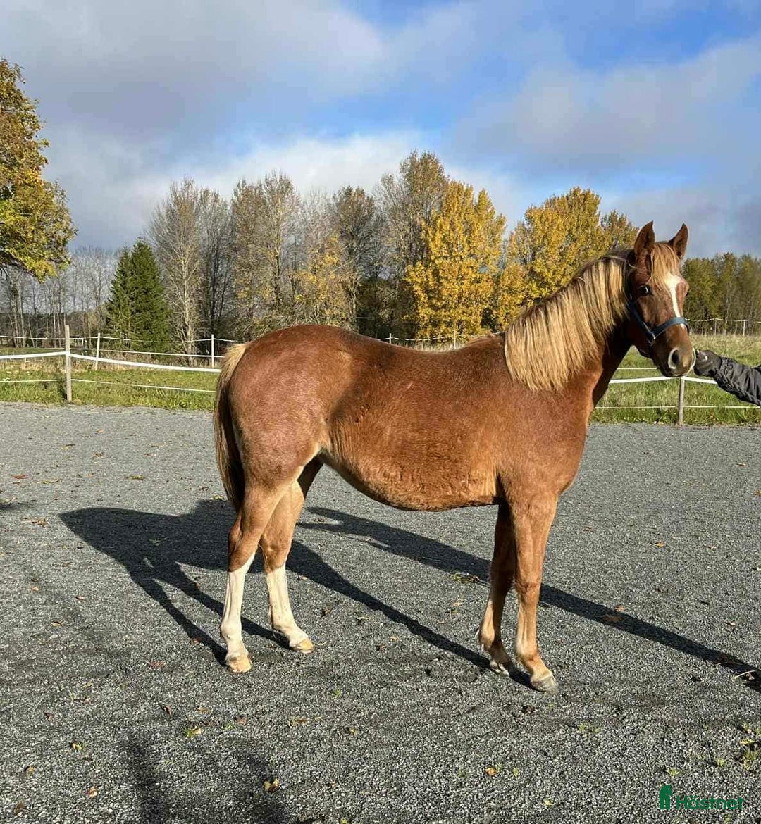 Allround hästar till salu: Lovande Welsh partbred sto  i Väddö - Annons 5