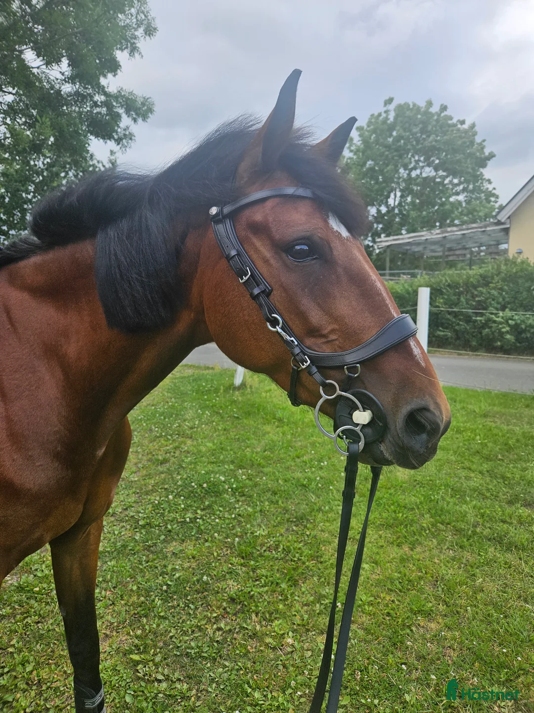 Allround hästar till salu: Söt ponnyliknande fd travare - Annons 2