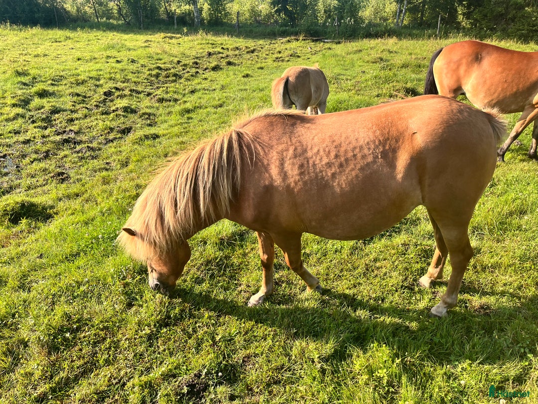 Allround hästar till salu: Shetland Russ Fjord  i Ulrika - Bild 12