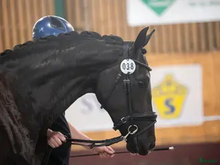 hästar Trygg lovande unghäst med GP möderne - Annons 9