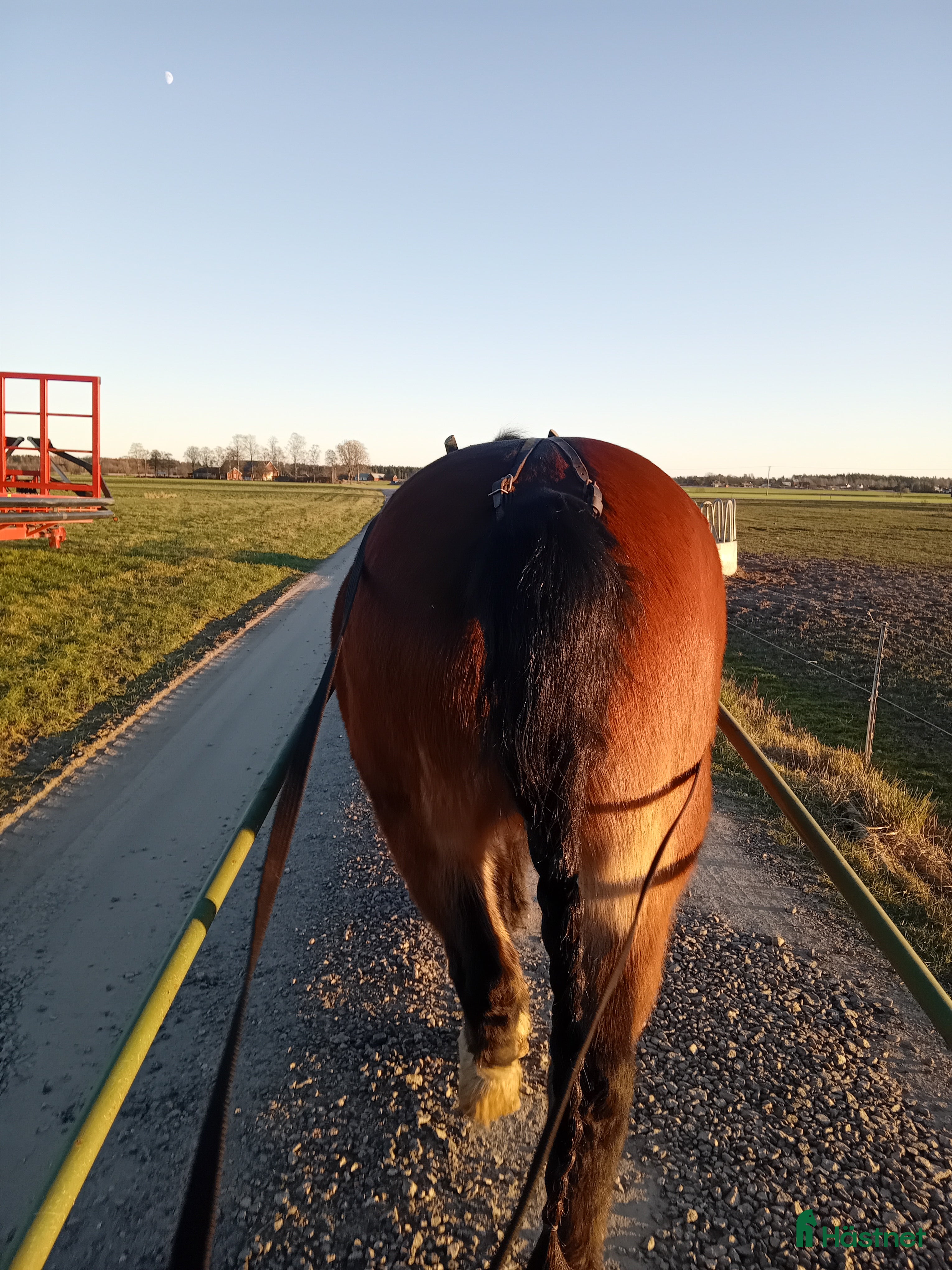  foderhäst Söker kallblod på foder för ev senare köp i Vara - Annons 11