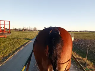 foderhäst Söker kallblod på foder för ev senare köp i Vara - Annons 11