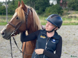 Allround hästar sökes: HÄST ATT RIDA TILL/FÖRMEDLA FÖR FÖRSÄLJNING SÖKES i Knivsta - Annons 1