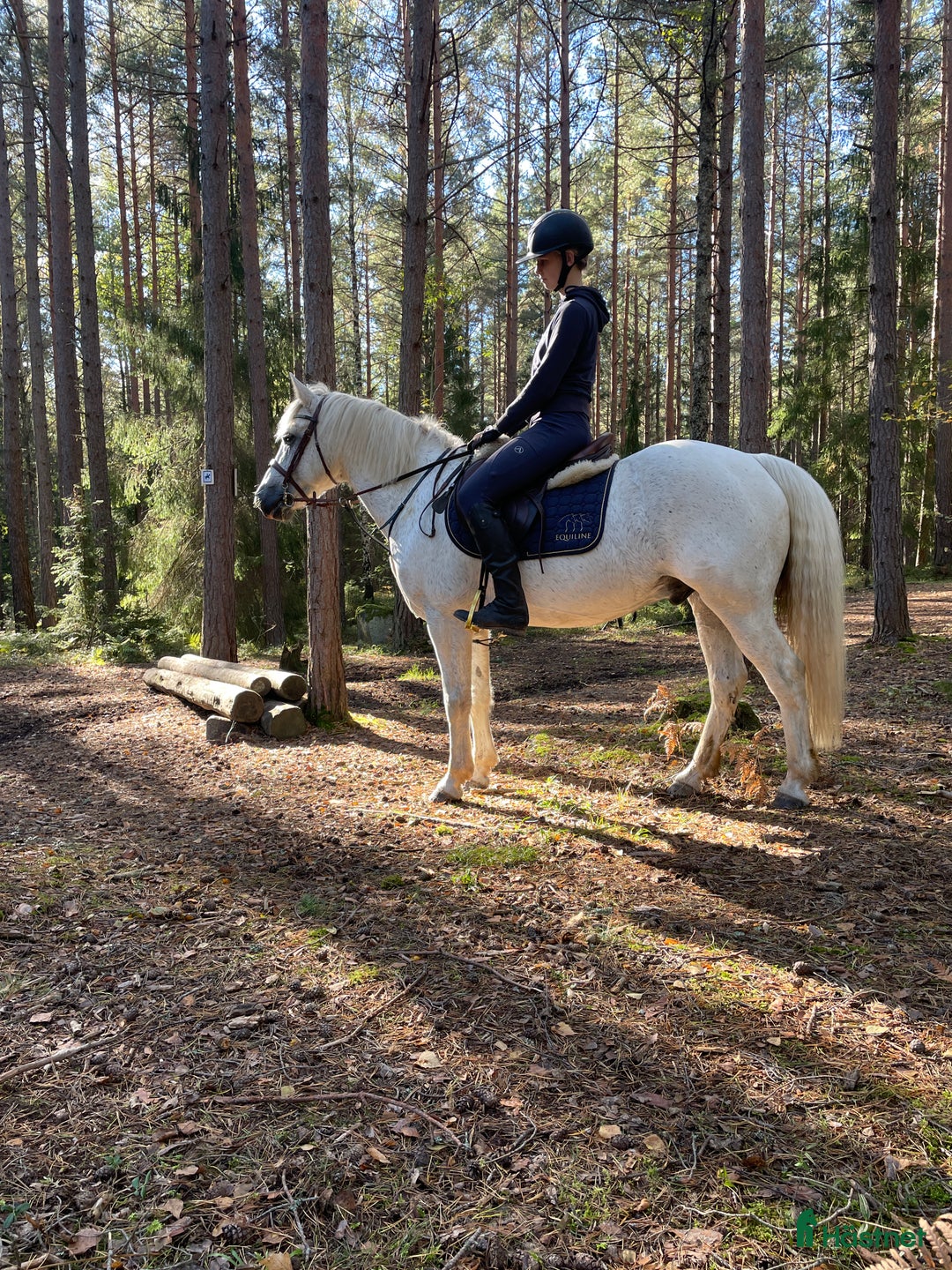 Allround hästar till salu: Härlig allroundponny  i Solna - Annons 3