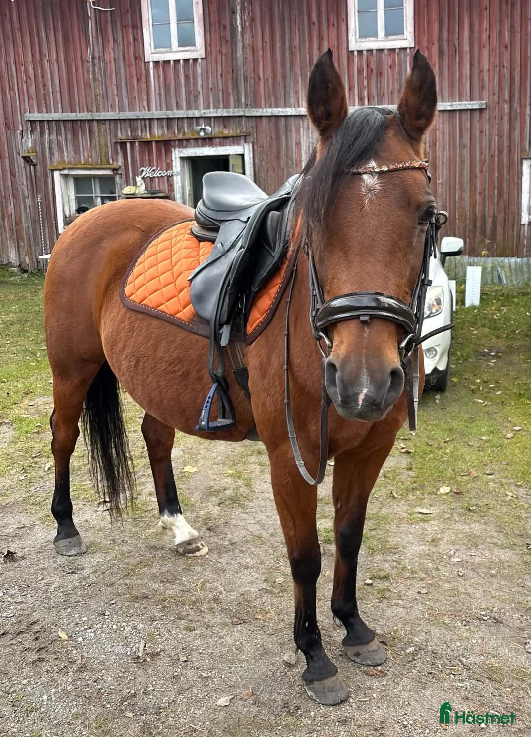 Dressyr hästar till salu: Väluppfostrad D-ponny med stor potential! - Annons 2