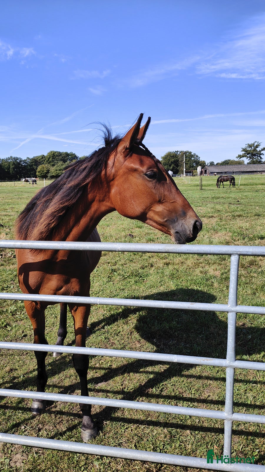  hästar Sto efter Flocki D’aurcy, Iron Grace Fiona i Malmö - Annons 8