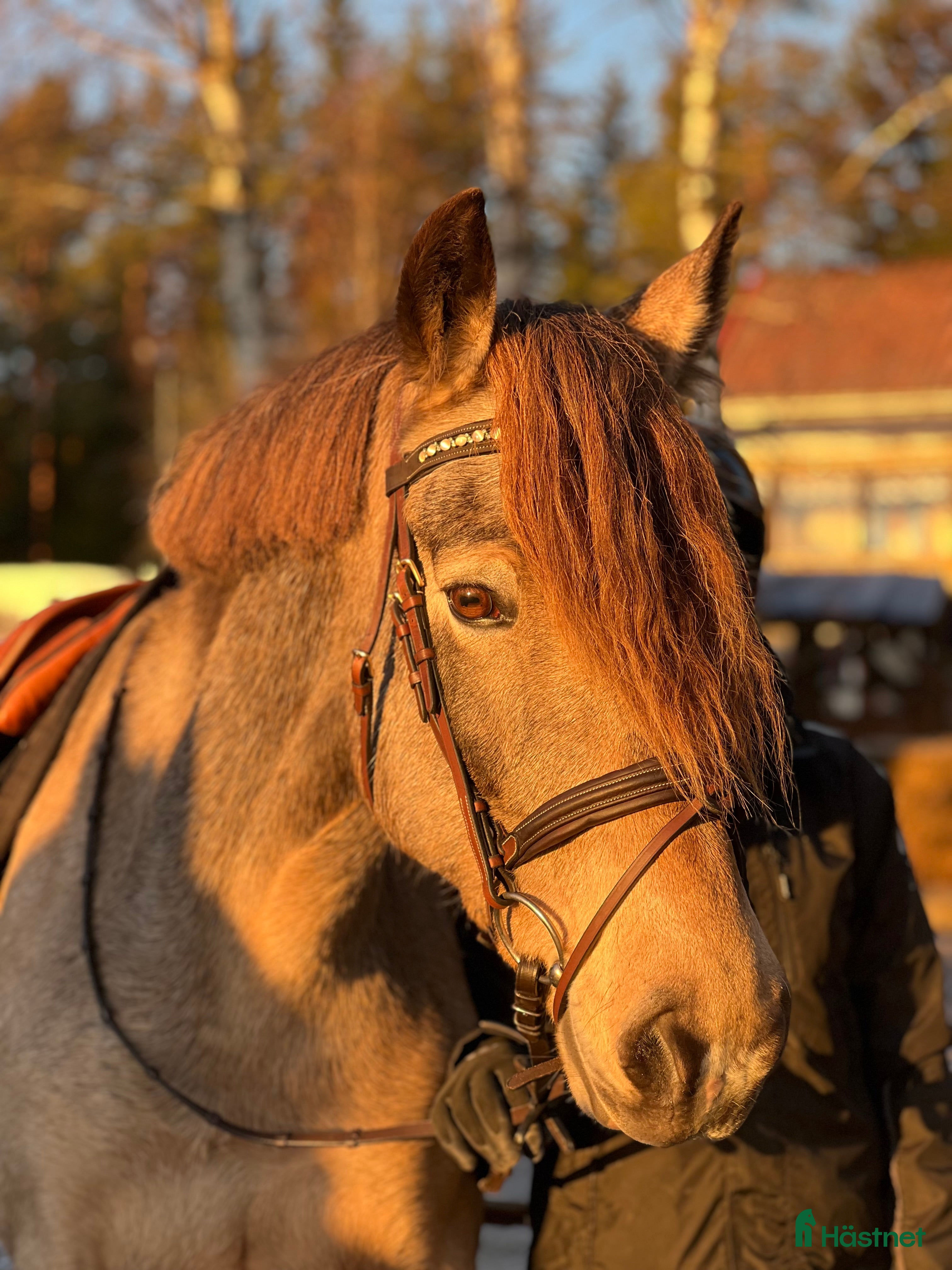  hästar Fin mor och dotter häst!  - Annons 17