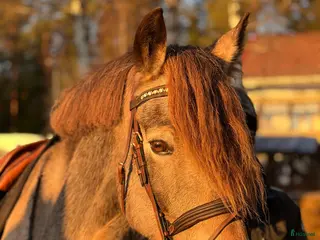 hästar Fin mor och dotter häst! - Annons 17
