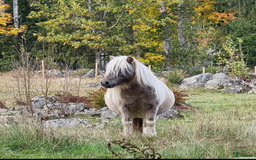 Avel hästar till salu: Minishetland  i Holmsjö - Bild 3