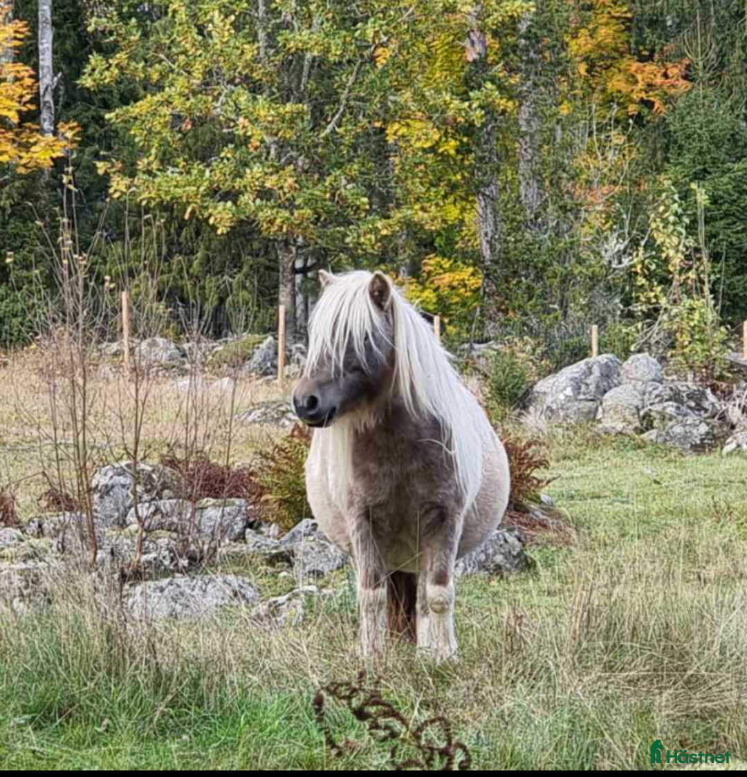 Avel hästar till salu: Minishetland  i Holmsjö - Bild 3