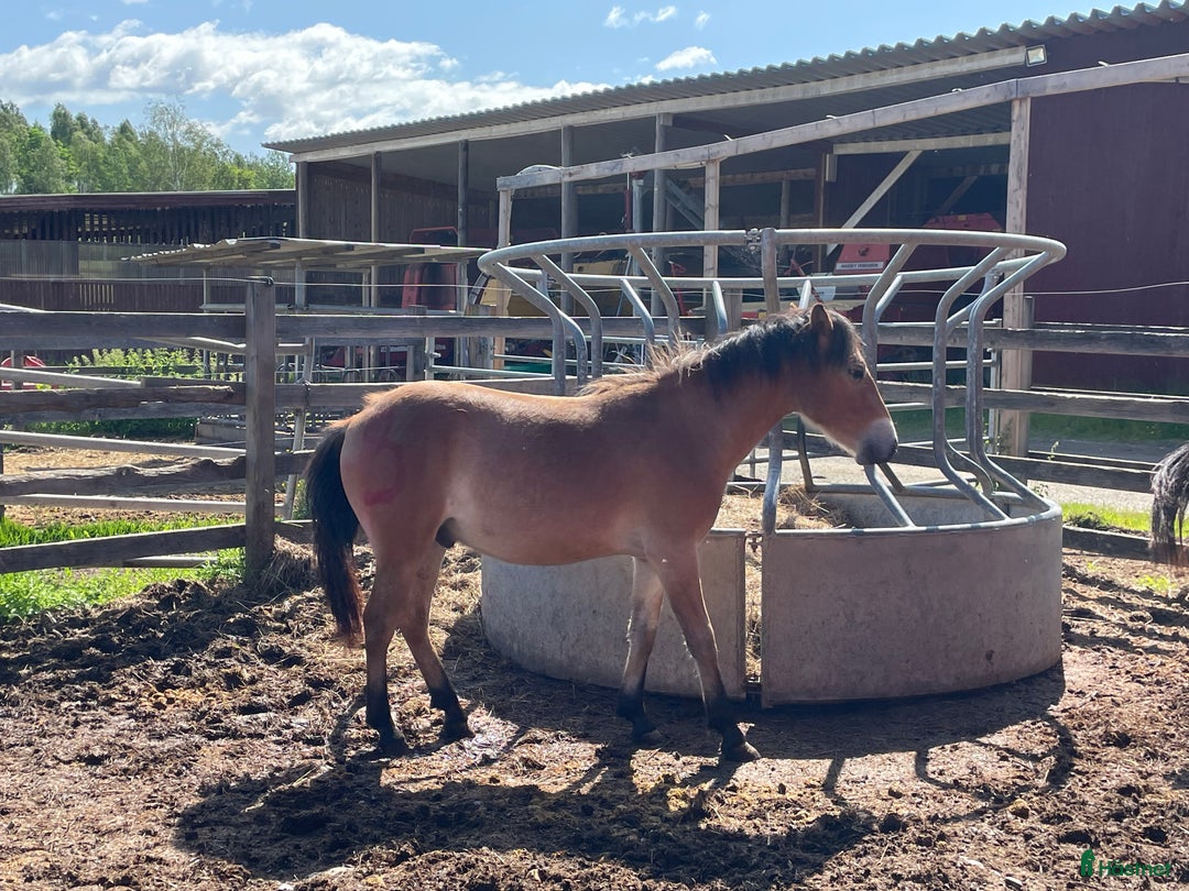 Allround hästar till salu: 1-årig valack till salu! i Brunskog - Bild 4