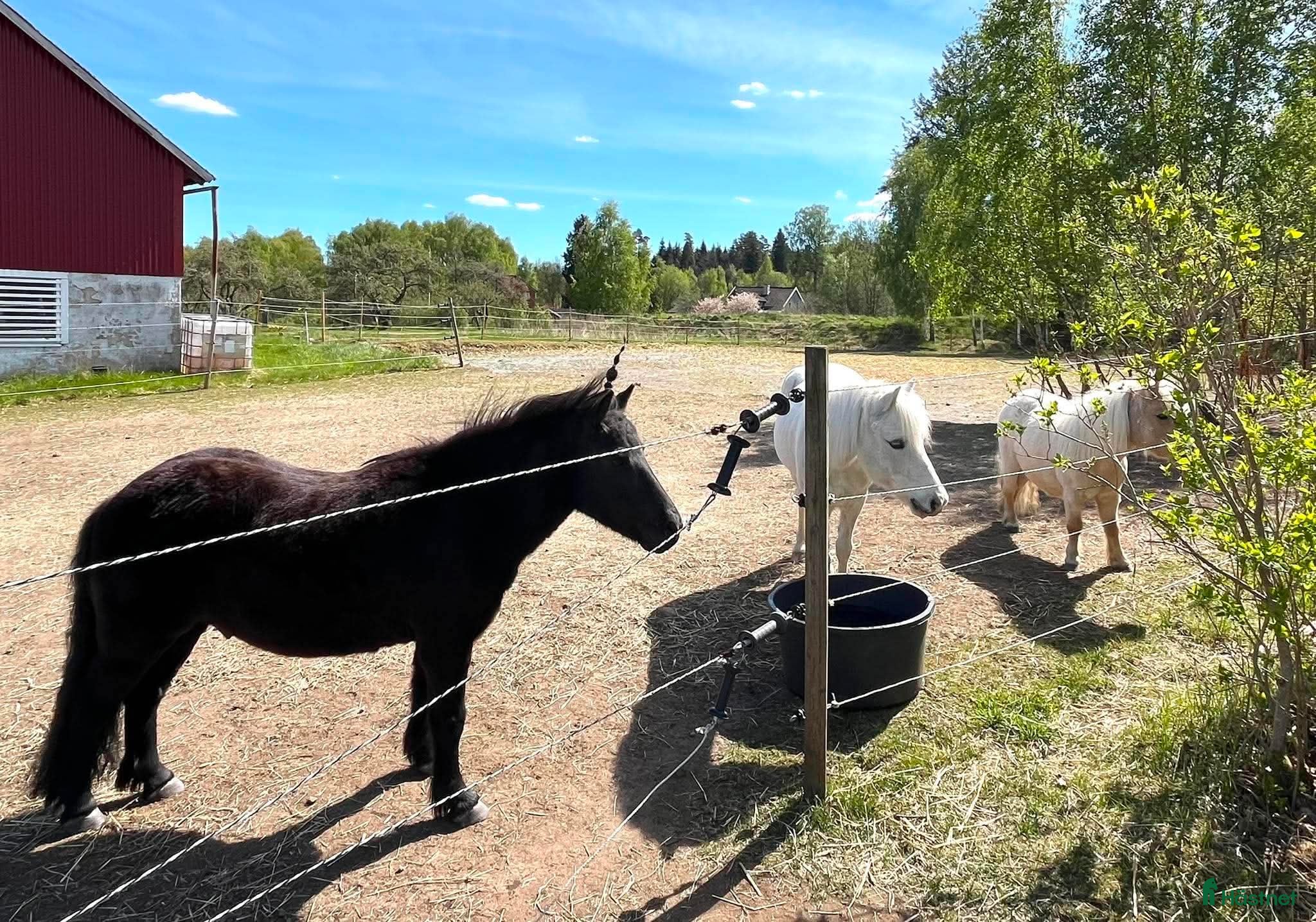  hästar Söker ridbar valack 🐴 - Annons 6