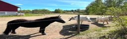 Allround hästar sökes: Söker ridbar valack 🐴 i Vårgårda - Annons 1