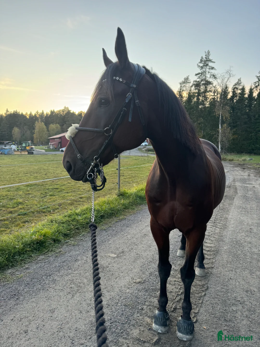 Allround hästar till salu: Snäll varmblod  i Enstaberga - Annons 2