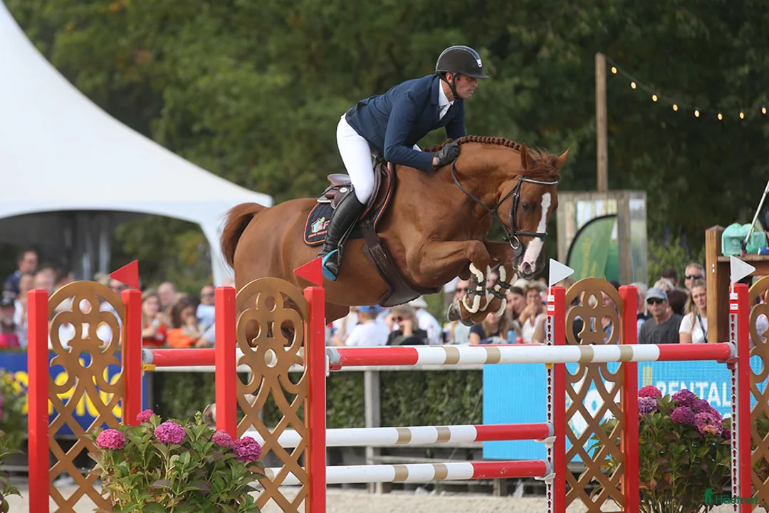 Avelshästar hästar till salu: Unghest klar for 5 års klassene - Annons 8