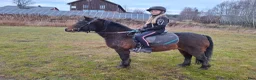 Allround hästar till salu: Drömponny allround delux - Annons 10