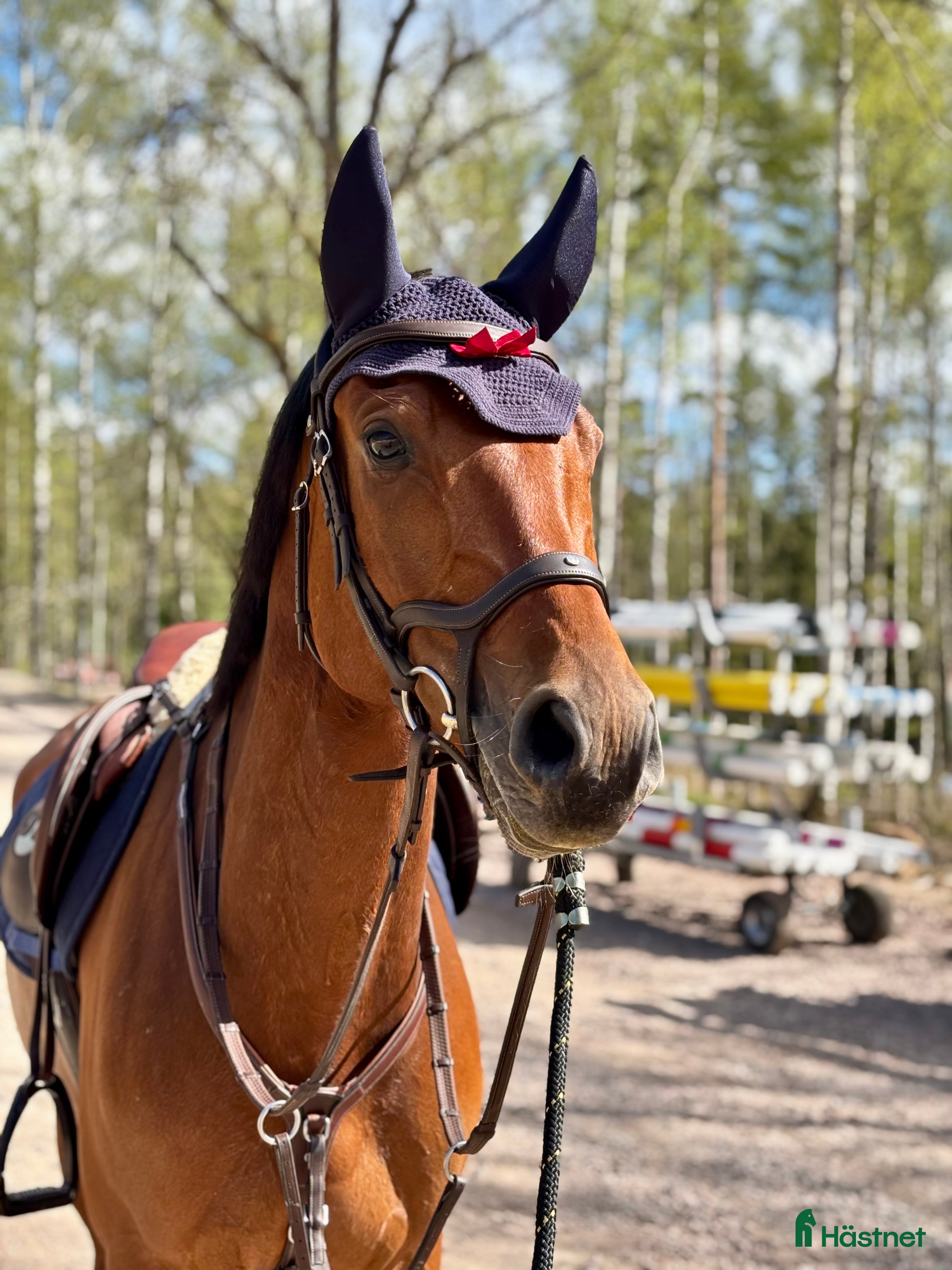  hästar Halvblod med fantastisk hoppteknik i Lekeryd - Annons 4