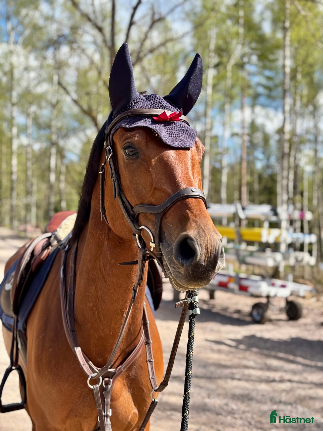 Allround hästar till salu: Halvblod med fantastisk hoppteknik i Lekeryd - Annons 1