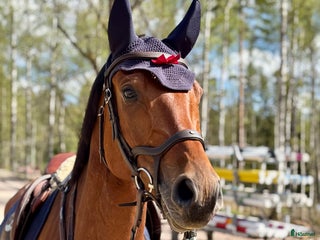 hästar Halvblod med fantastisk hoppteknik i Lekeryd - Annons 1