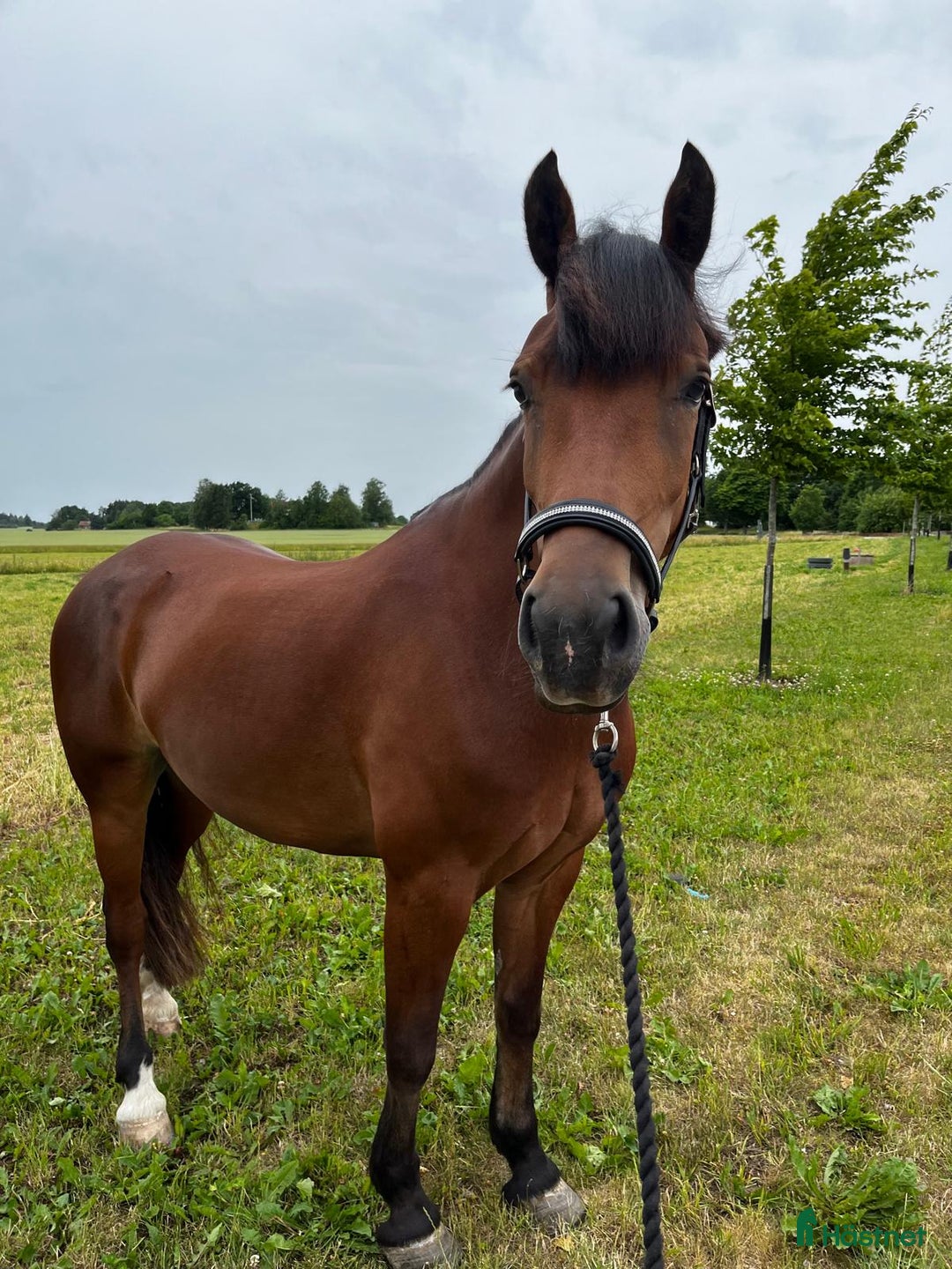 Sällskap hästar till salu: Underbar Welsh Cob i Uppsala - Bild 5