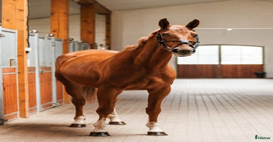  hästar i Ekerö - Annons 13