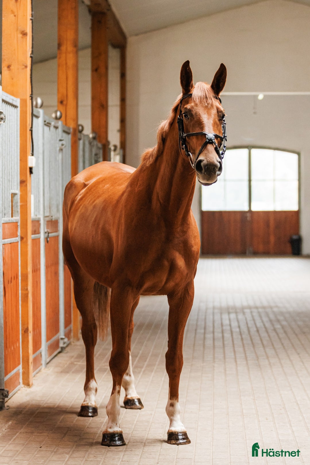 Allround hästar till salu: Stunning mare for showjumping/ dressage/hobby i Ekerö - Annons 3