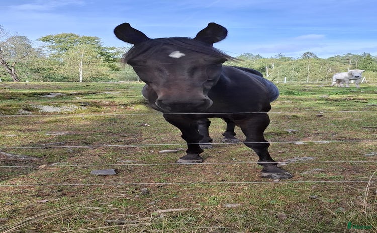  hästar En pärla  i Tösse - Annons 1