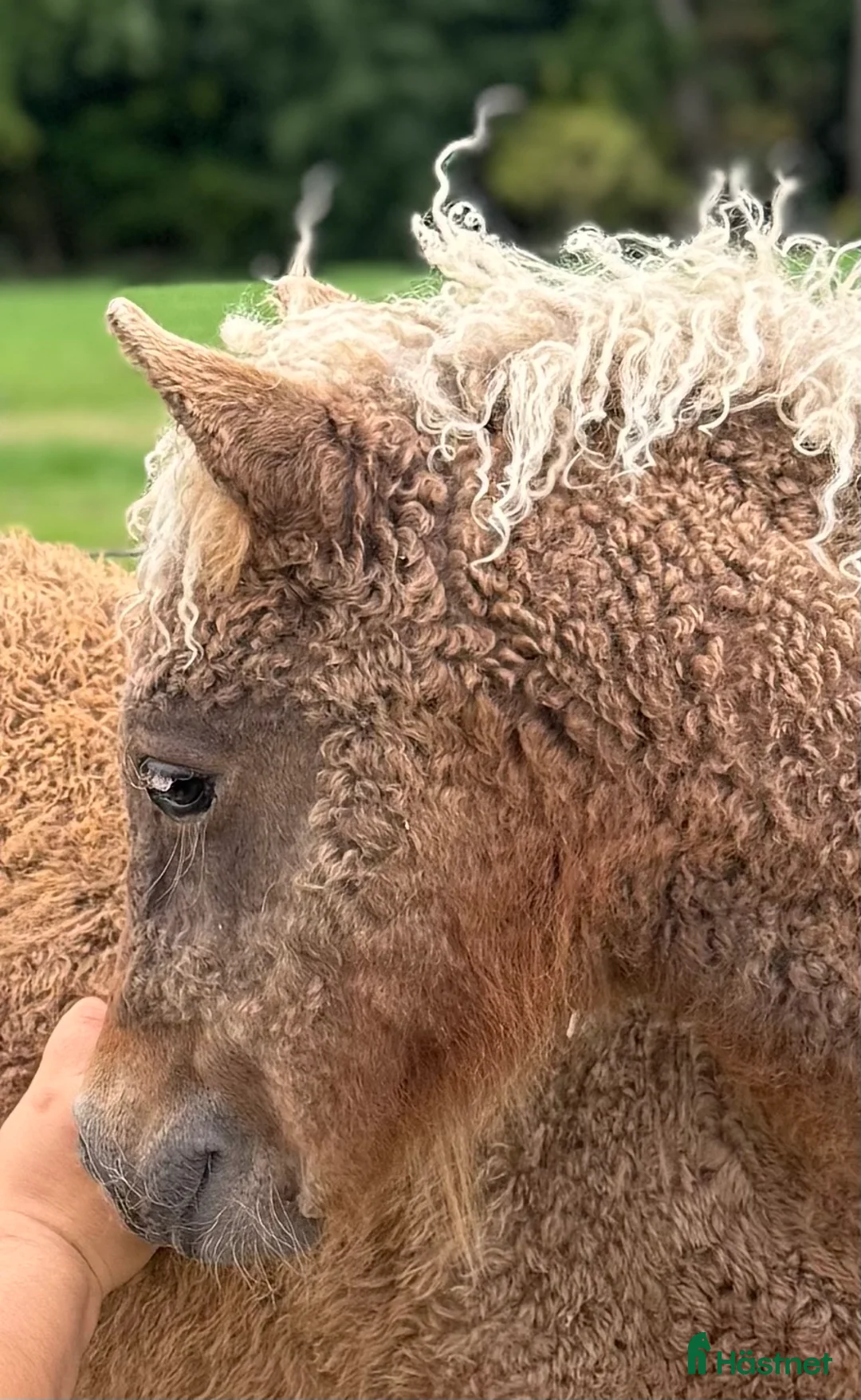 Avelshästar hästar till salu: Beautiful mini curly filly  i Ekshärad - Annons 5