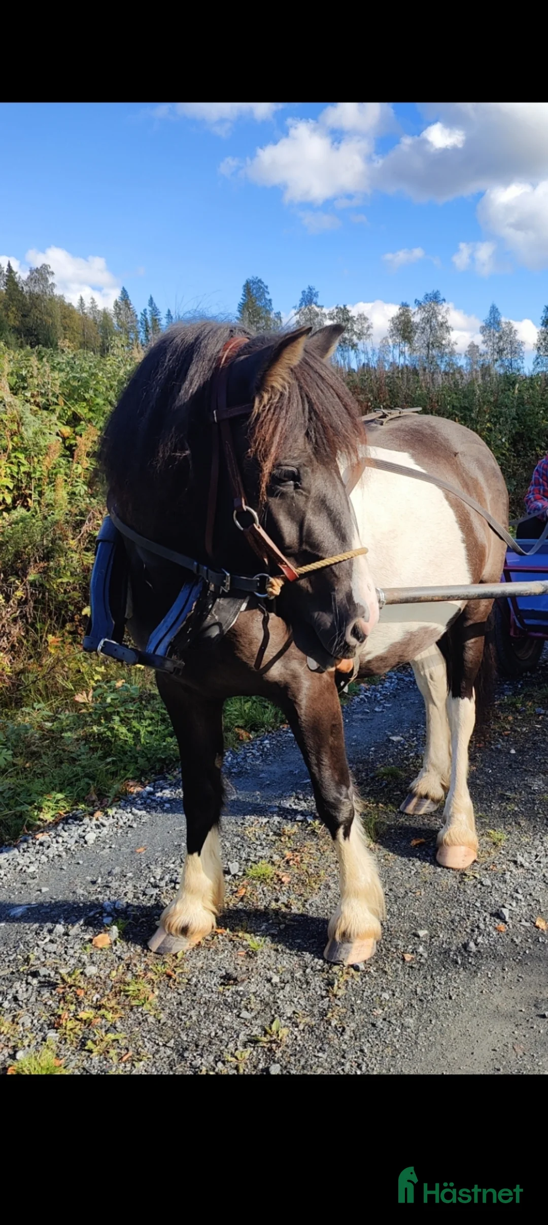Allround hästar till salu: Irish cob/konik söker fodervärd - Annons 3