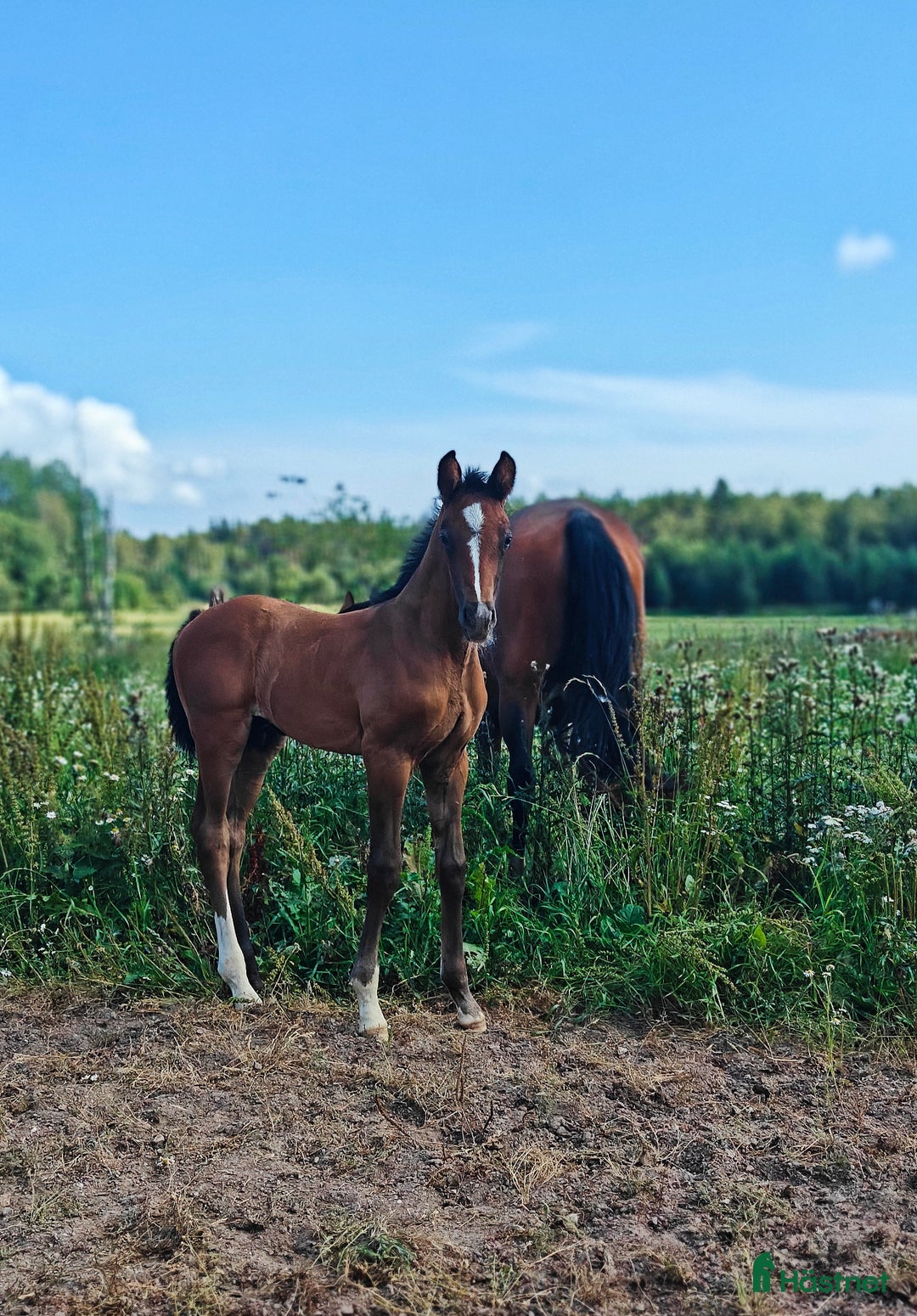 Allround hästar till salu: UniQ den allsidiga hingsten säljes eller bytes  i Stockholm - Annons 1
