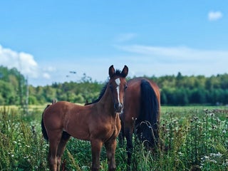 hästar UniQ den allsidiga hingsten säljes eller bytes i Stockholm - Annons 11