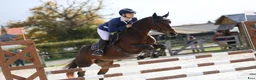 Hoppning hästar till salu: Connemara mare Jumping or Eventing - Annons 5