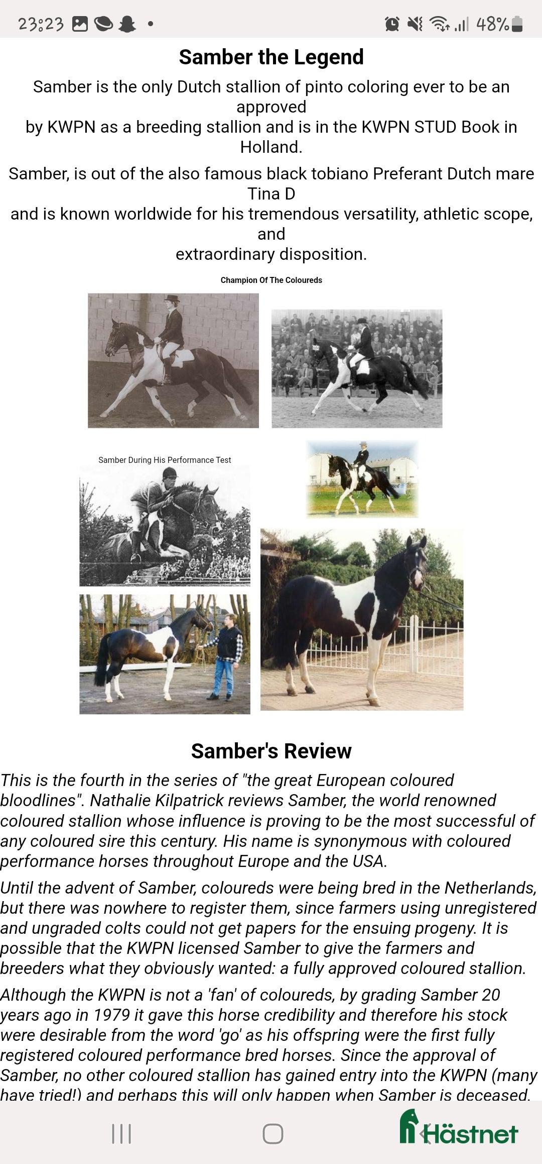 Allround hästar till salu: Vackert Sto i Vimmerby - Annons 15