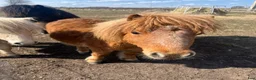 Övrigt hästar till salu: Minishetland hingst  - Annons 7