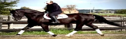 Allround hästar till salu: Hajli–Lovely Silesian Mare|169cm|Dressage&Allround - Annons 12