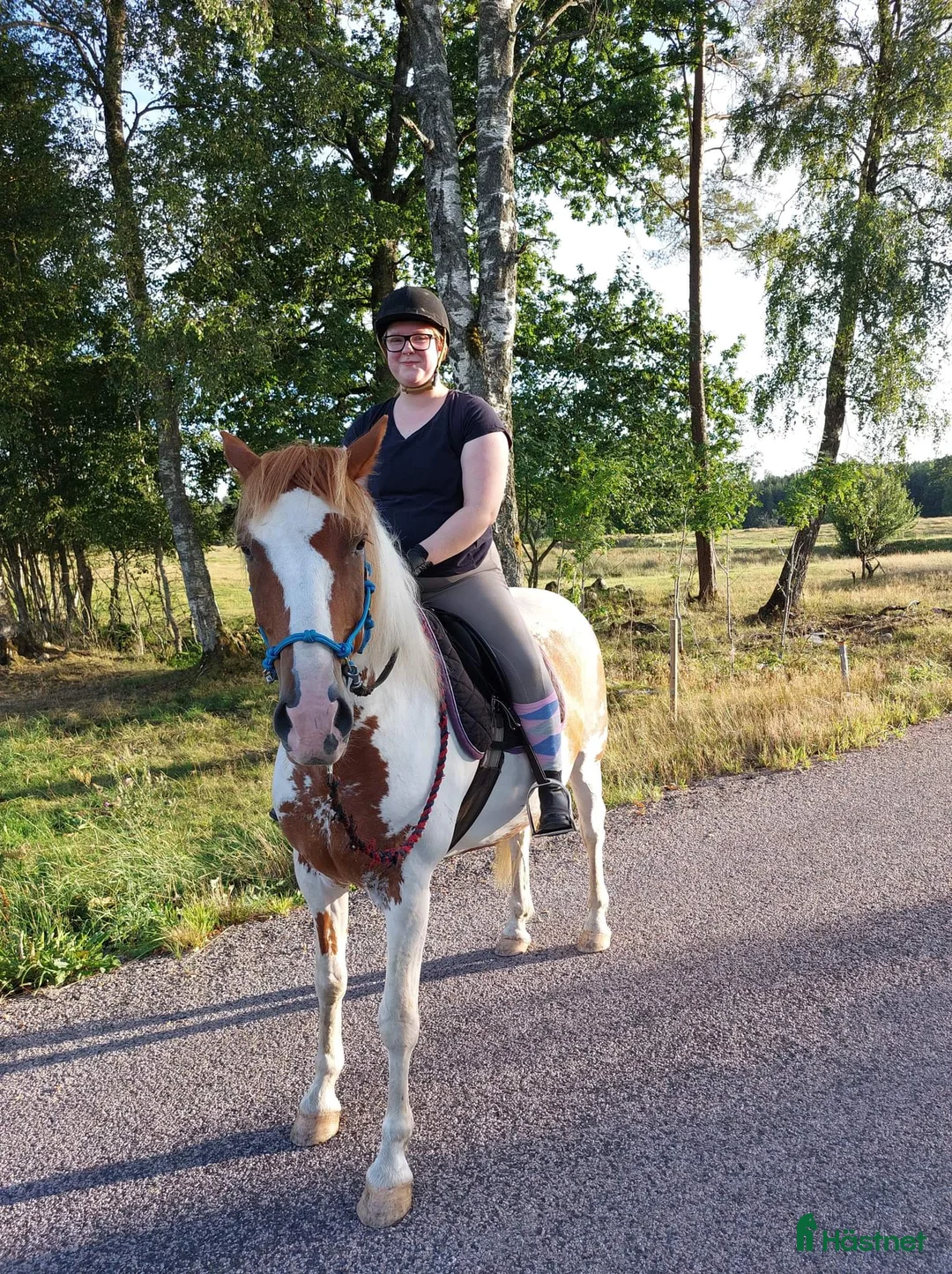 Allround hästar till salu: Positiv valack - Annons 9