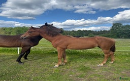 Dressyr hästar till salu: 1års ston i Åsele - Bild 1