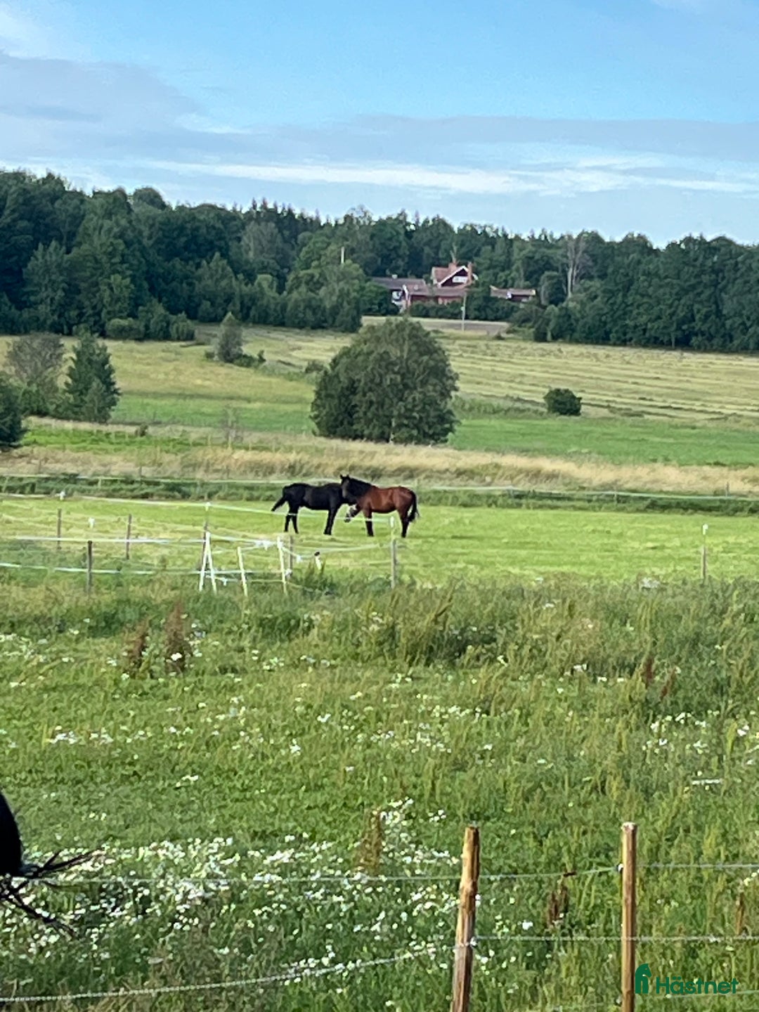  stallplats finnes: Stallplatser  Vallentuna /Märsta i Märsta - Annons 3