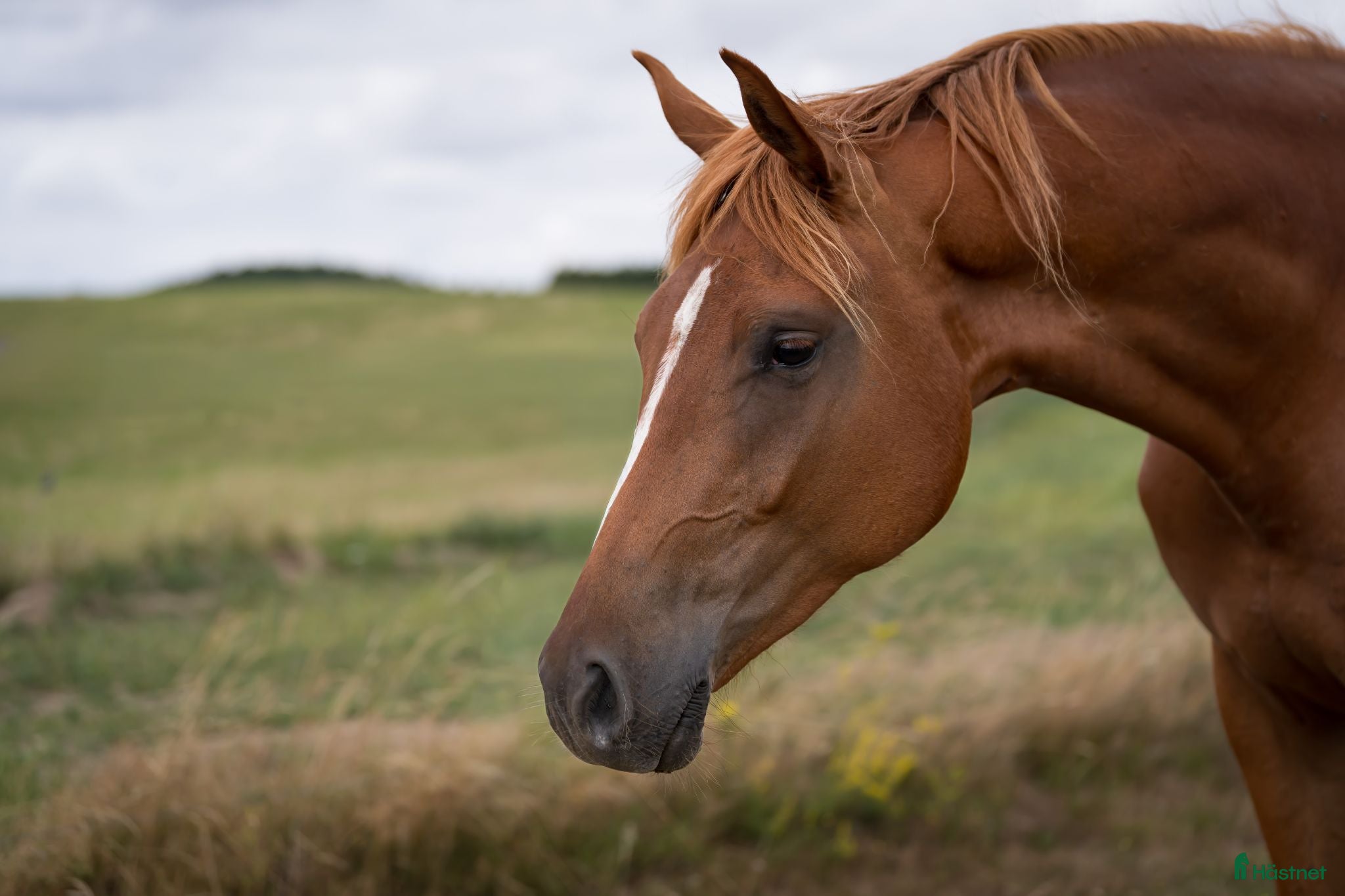  hästar Valack e. Blue Hors Zackerey - Annons 3