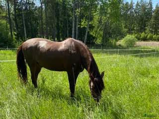 stallplats Bete finnes söder om stockholm - fullservice - Annons 4