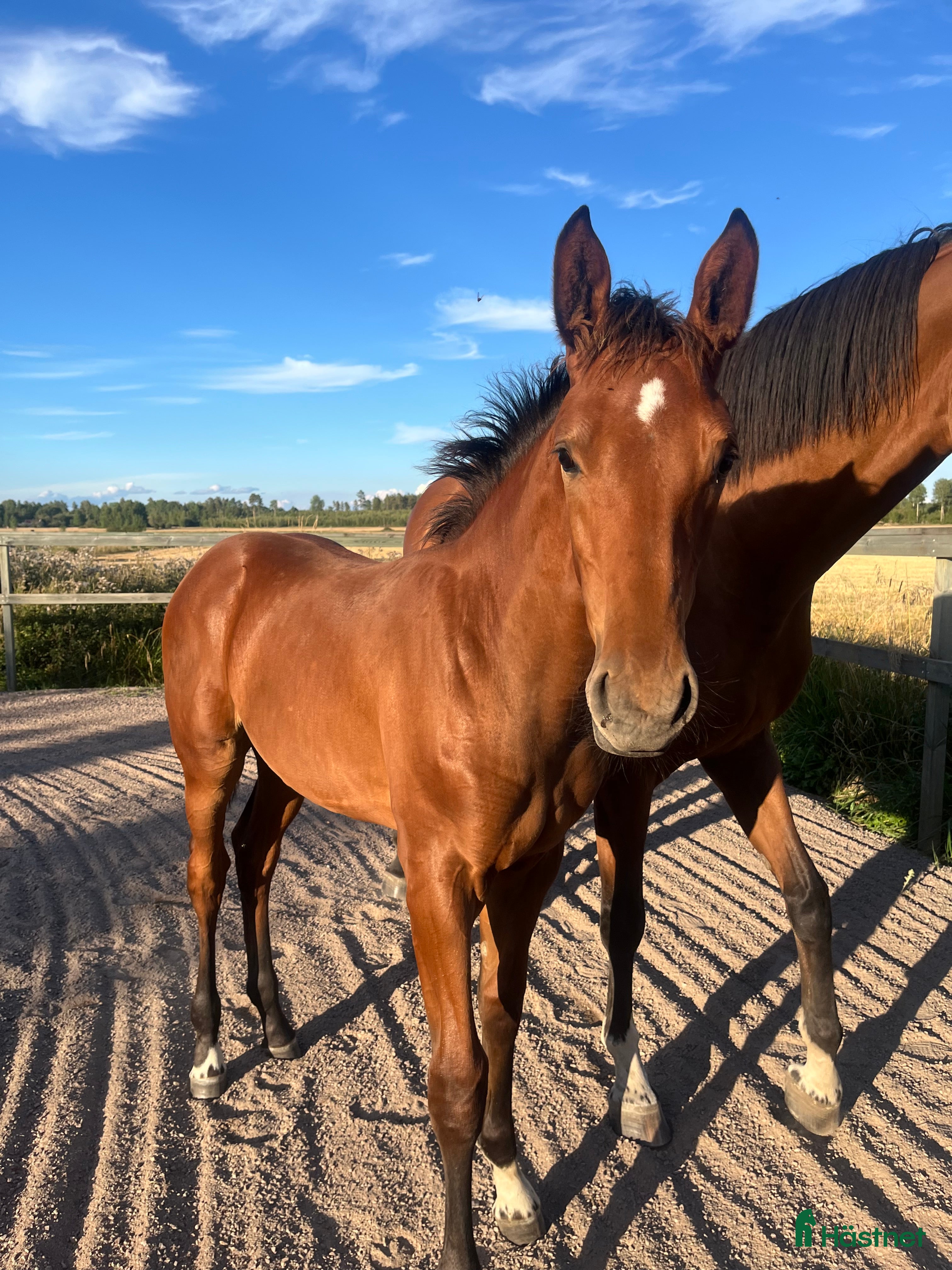 Hoppning hästar till salu: Prissänkt! Trevligt stoföl i Väring - Annons 2