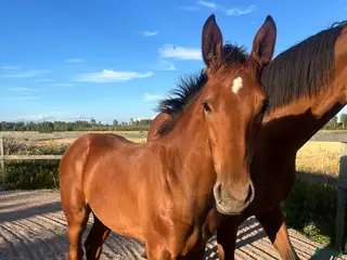 Hoppning hästar till salu: Prissänkt! Trevligt stoföl i Väring - Annons 2
