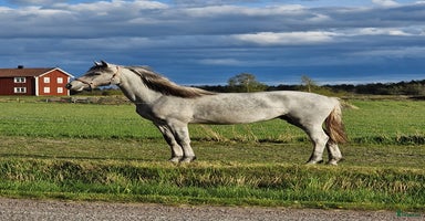 hästar i Söderköping - Annons 5