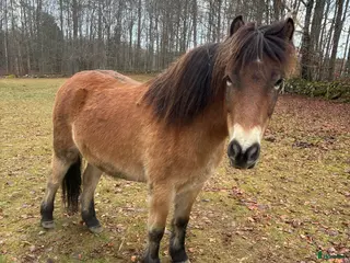 hästar Gotlandsruss i Kristianstad - Annons 4