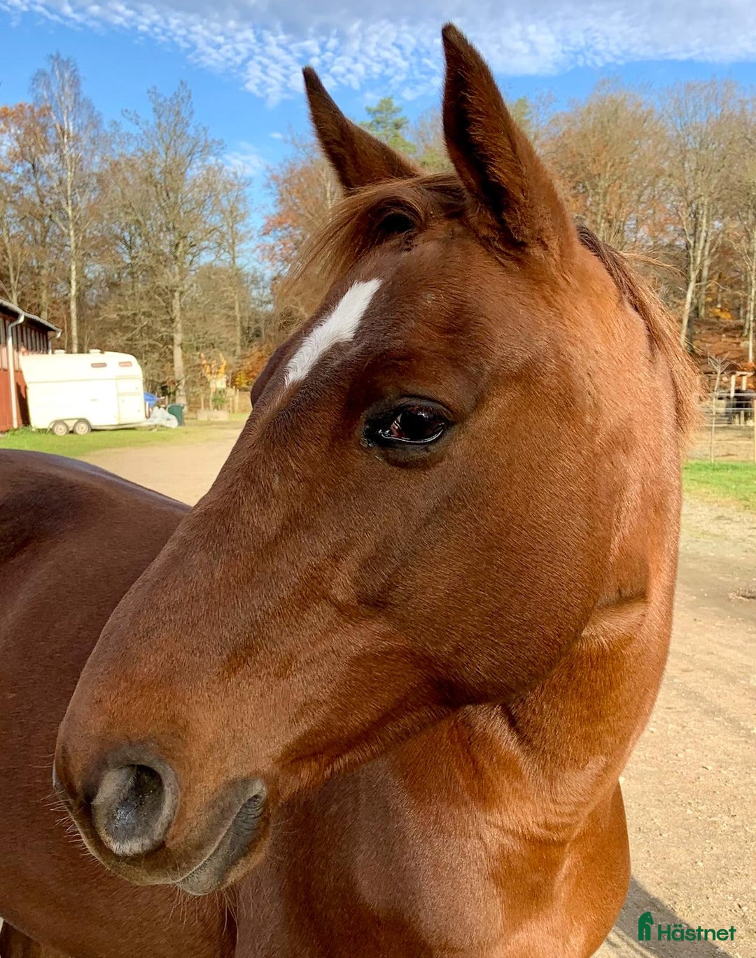 Allround hästar till salu: Stor häst i litet format  i Ljungbyhed - Annons 7
