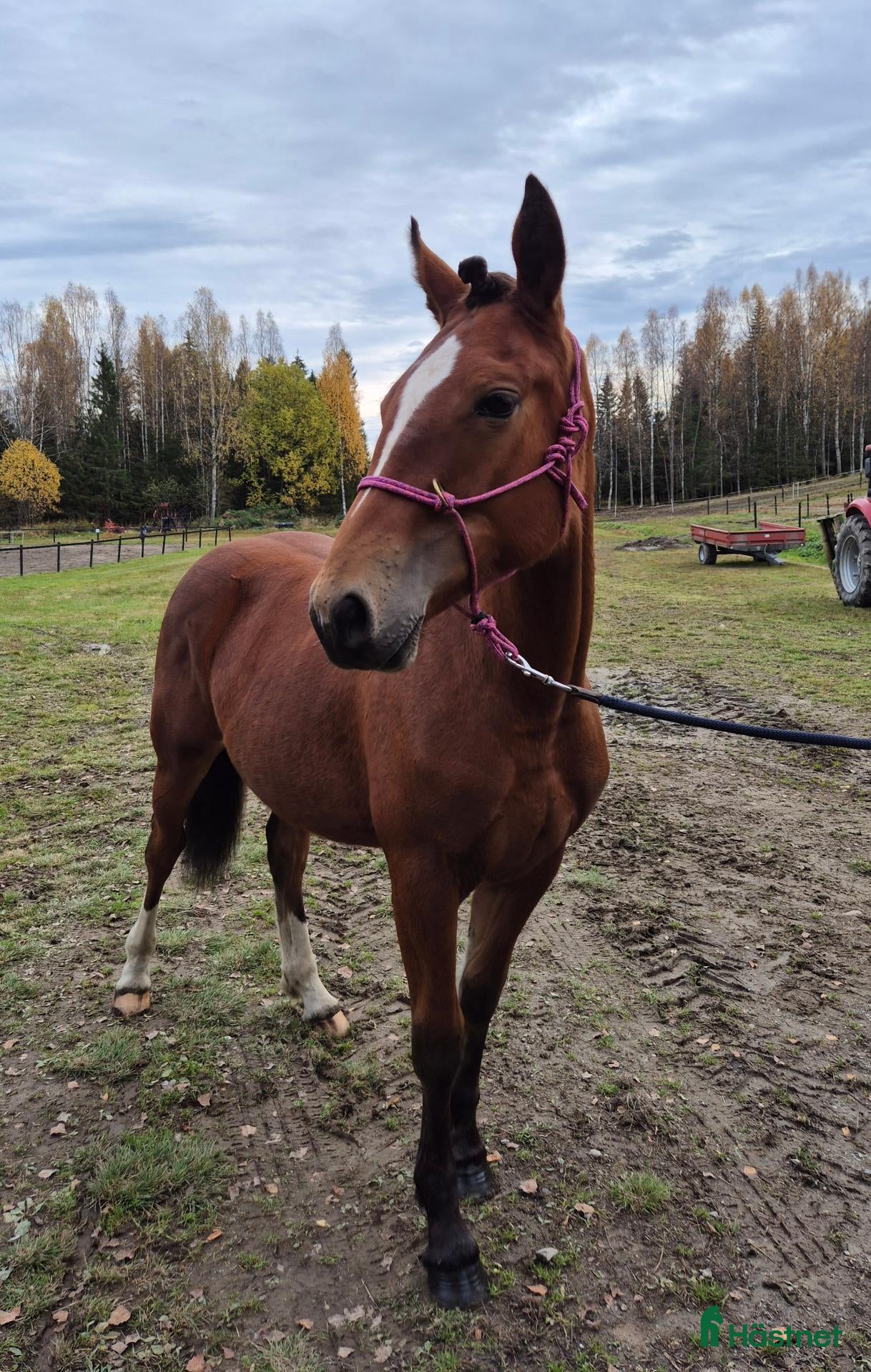  hästar Vackert korsnings sto - Annons 2
