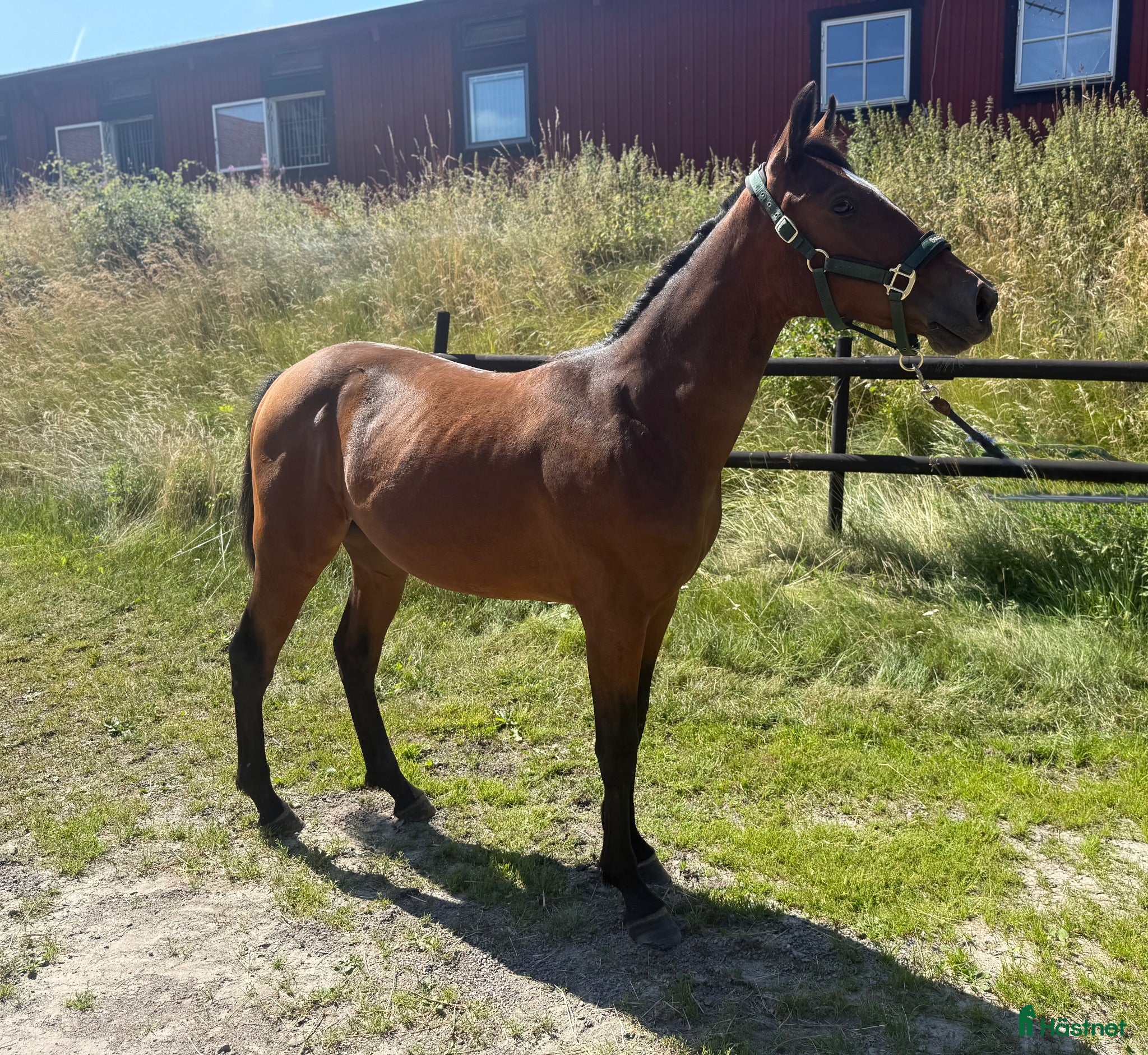  hästar 1 års val e Hayden Hanover - Annons 2