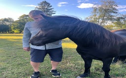 Island hästar till salu: 3 islandsston av hög kvalitet säljes pga flytt  i Fjärås - Annons 3